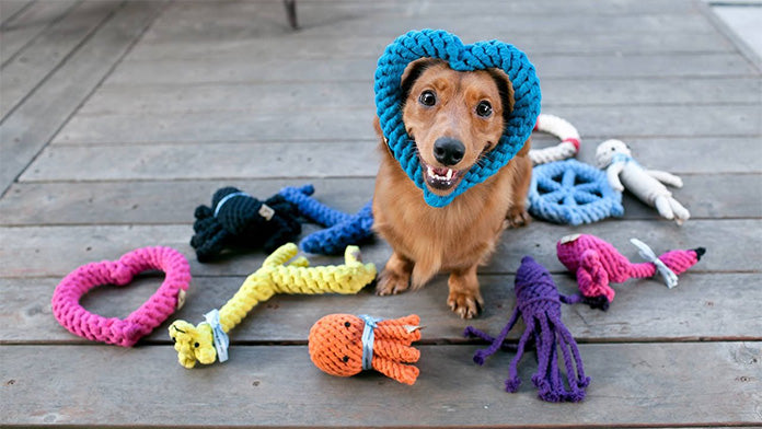 http://ms-stinkys-online-store.myshopify.com/cdn/shop/collections/dog-bored-with-his-toy_1.jpg?v=1589239130