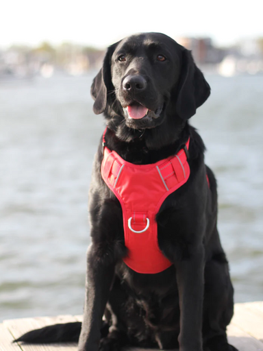 Dog Collars, Harnesses, and Leads