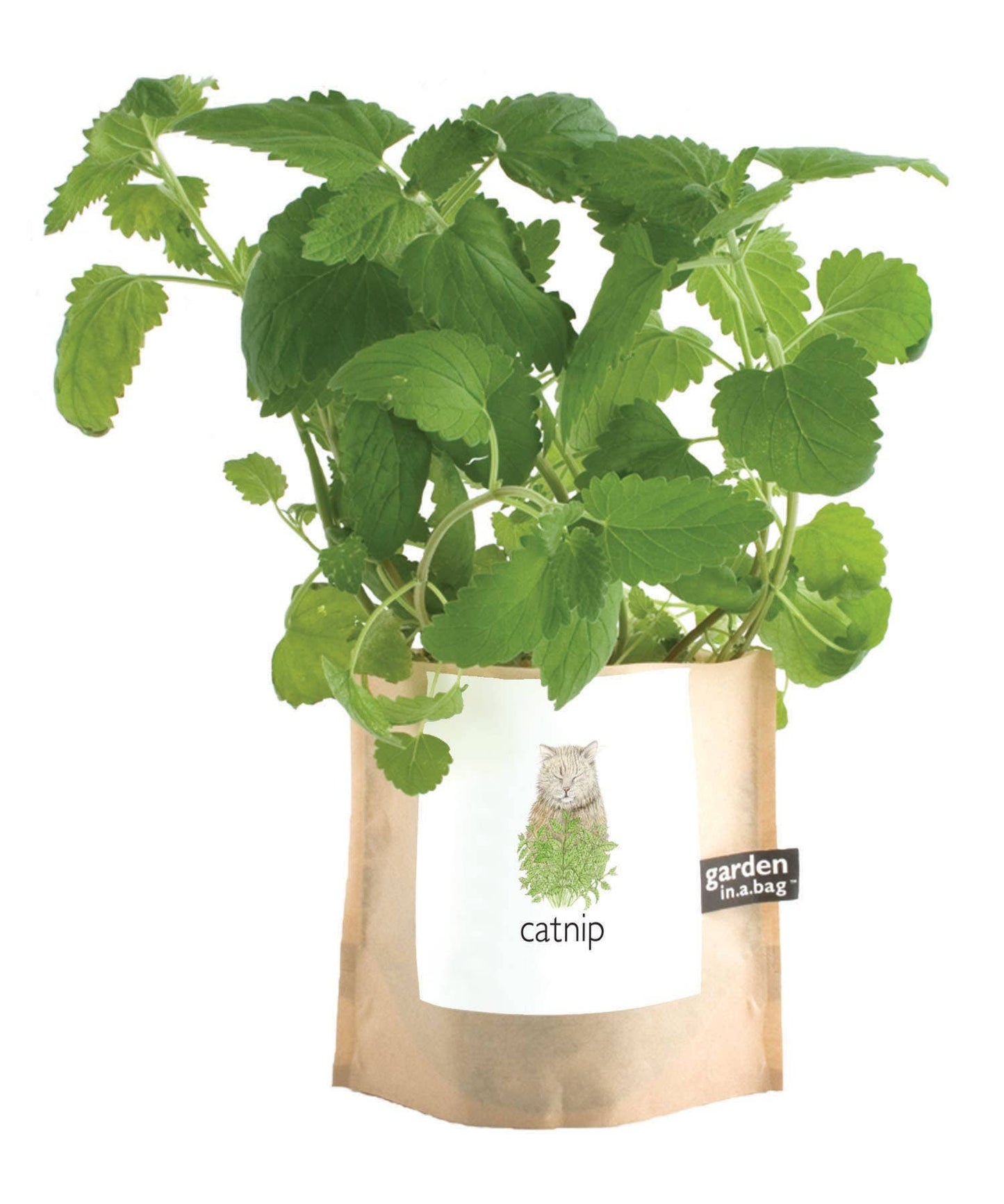 Garden in a Bag | Catnip