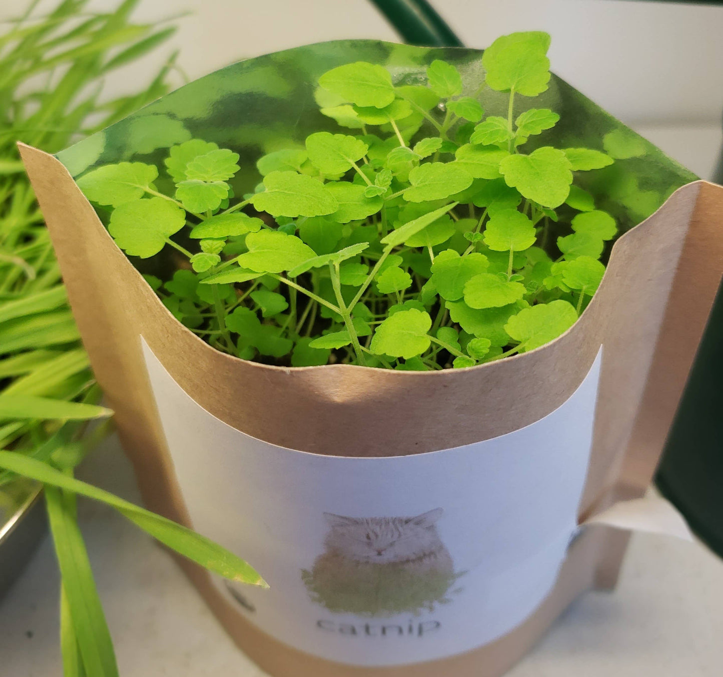 Garden in a Bag | Catnip